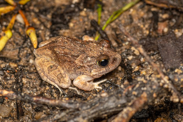 Naklejka premium Platyplectrum ornatum, the ornate burrowing frog, in Queensland, Australia