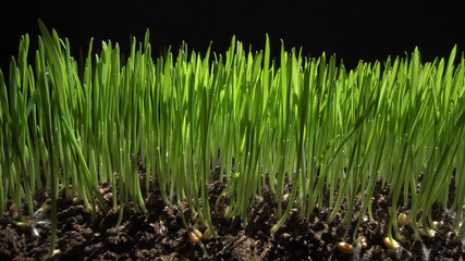 Germinating sprouts of wheat isolated on black background. Close-up