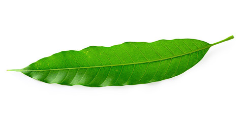 Fototapeta na wymiar Green Mango leaves isolated on white background