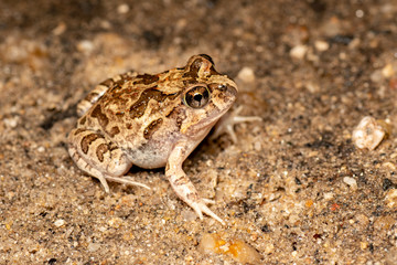 Platyplectrum ornatum, the ornate burrowing frog, in Queensland, Australia