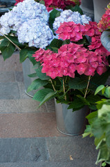 Closeup of colorful hortebsia at the florist in the street