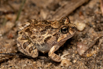 Platyplectrum ornatum, the ornate burrowing frog, in Queensland, Australia