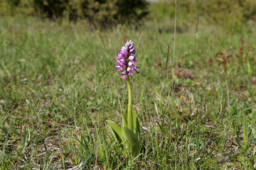Wild orchids bloom in spring in Germany