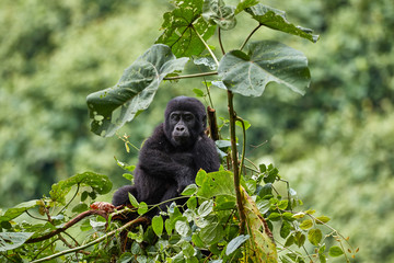 Gorilla young in Bwindi National Park, Uganda