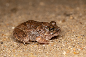 Platyplectrum ornatum, the ornate burrowing frog, in Queensland, Australia
