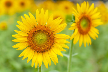 Obraz premium Blooming yellow sunflowers in a fields blurred in the background.