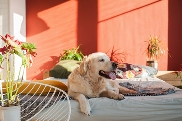 Happy smiling golden retriever puppy dog in bright sunny red walls stylish bedroom with chair,...