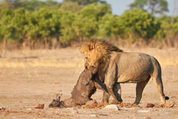 Lion eating a small kudu
