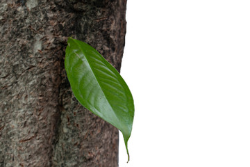 One Leaf growing up on tree trunk isolated white background.
