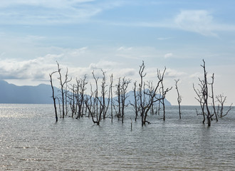 Flooded trees in the ocean in Borneo