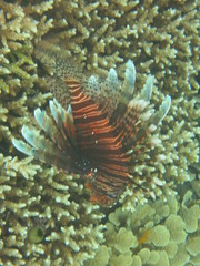 Pez león nadando en Bunaken