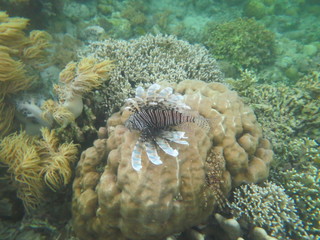 Pez león nadando en Bunaken