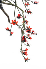 Red Silk Cotton Tree - The Latin name is Bombax Ceiba