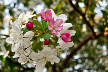 Fototapeta na wymiar blooming Apple branch with blurred background. Copy space