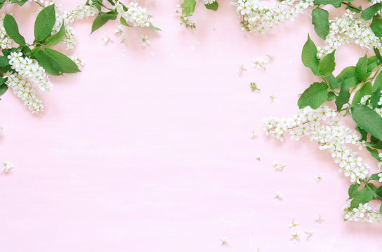 Flowers composition. Spring or summer background; fresh flowers bird cherry on pink background. -  Flat lay, top view, copy space. - Image