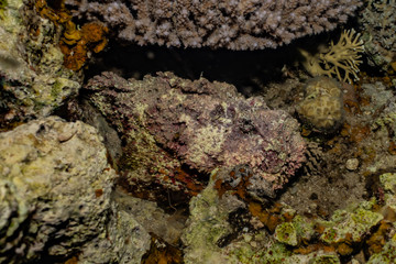 Scorpion fish camouflage in the Red Sea, Eilat Israel
