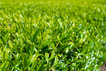 静岡県富士市　大淵笹場の茶畑　お茶まつり