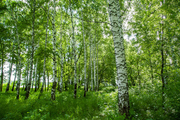 birch grove landscape on a summer clear day