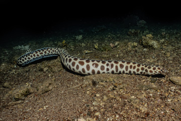 Tiger Snake Eel in the Red Sea Colorful and beautiful, Eilat Israel