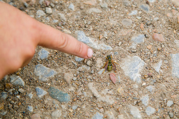 finger pointing to a wasp crawling on the ground