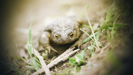 A yellow-eyed toad soiled in mud sits on the wet ground among the green grass on a Sunny day.