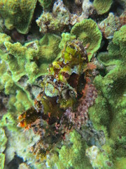 Pez escorpión camuflado