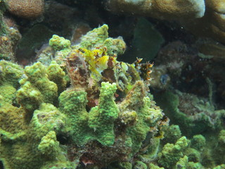 Pez escorpión camuflado