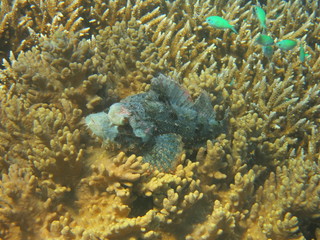 Pez escorpión camuflado