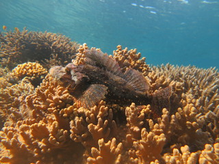 Pez escorpión camuflado