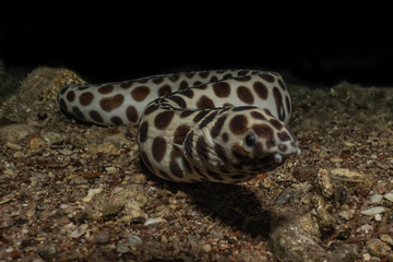Tiger Snake Eel in the Red Sea Colorful and beautiful, Eilat Israel