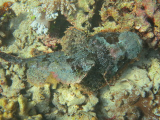 Pez escorpión camuflado