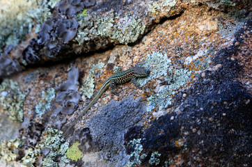 lizard on a rock