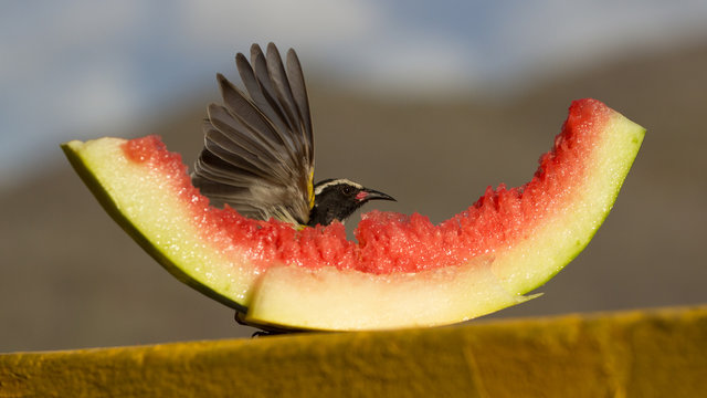 zuikervogel