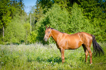 portrait of red don mare horse in the summer