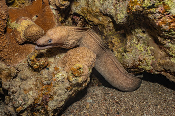 Moray eel Mooray lycodontis undulatus in the Red Sea, eilat israel