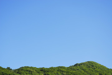 木　空　素材