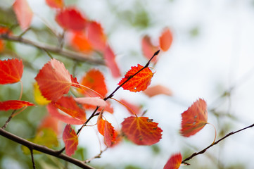 Red leaves close up in the wild. Branch of red autumn grapes leaves. Parthenocissus quinquefolia foliage. Isolated on white background.