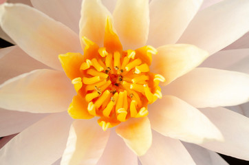 Yellow lotus blurred with blurred pattern background.