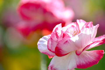 Fototapeta premium ピンクのポピー