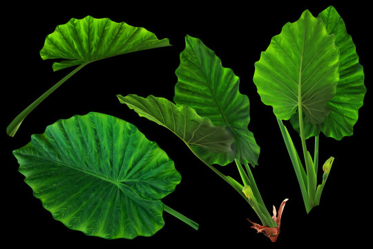 Colocasia leaves set, green tropic kit on black background