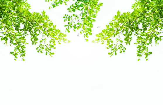 Earth Day concept: green leaves and branches on white background for abstract texture environment nature