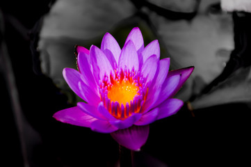 pink water lily in pond