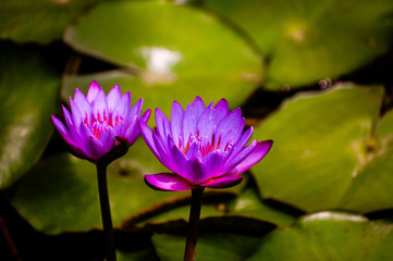 lotus in pond