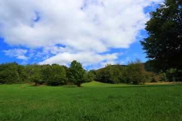 spring meadow in Pyrenean, Aude in the southern of France