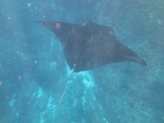 Manta raya nadando  © xavier