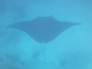 Manta raya nadando 