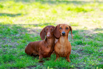 Dog breed dachshund