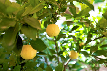lemons on tree