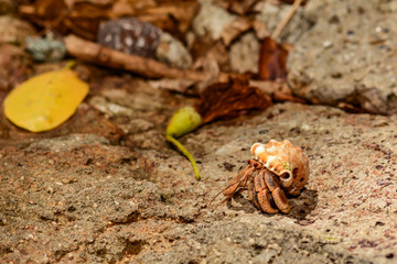 Caribbean Land Hermit Crab (Coenobita clypeatus)