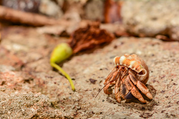 Caribbean Land Hermit Crab (Coenobita clypeatus)
